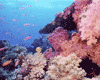 Reefs