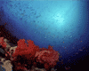 Reefs